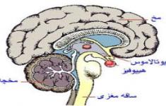 مسابقه اعصاب و غدد3