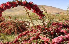 مسابقه روستای ییلاقی درخش